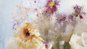 花与下雨天