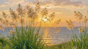海滨落日芦苇治愈风景