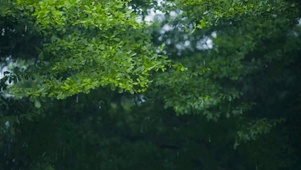 春雨绿树
