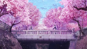 在樱花中相遇