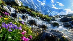 雪山溪流山间野花美景