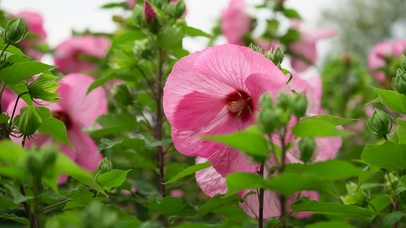 护眼花朵壁纸
