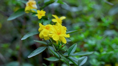 4K春天金黄色迎春花