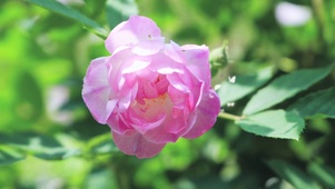 4k蔷薇花