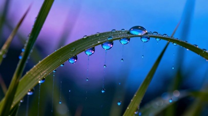 蓝调雨后草叶水珠唯美风景