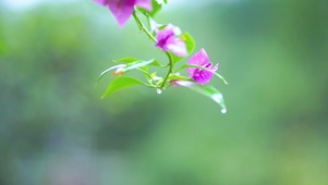唯美花朵