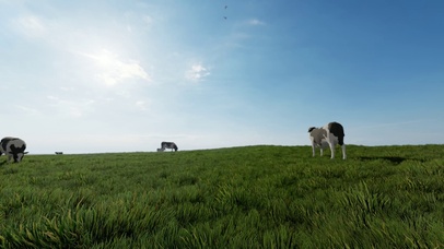 4k大气草原奶牛天空