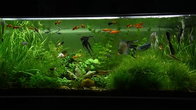 生态鱼缸