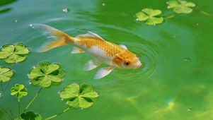 锦鲤幸运草