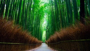 雨天翠绿的竹林