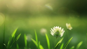 治愈唯美绿色护眼清新小草地