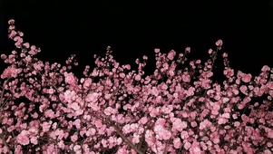 黑夜樱花