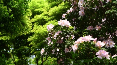 4K深圳梧桐山粉色杜鹃花花朵