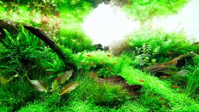 护眼水草鱼
