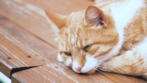 宠物猫咪