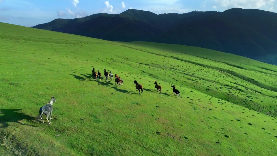 绿色缓坡草原上，一群马匹沿坡地奔跑，远处是深色连绵山峦与点缀薄云的淡蓝色天空。