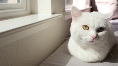 温馨美丽小猫