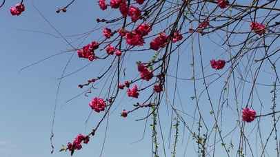 春天桃花盛开红色桃花