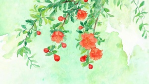 红花草
