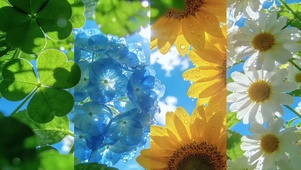 风花恋~