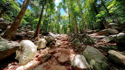 绿色护眼阳光山林