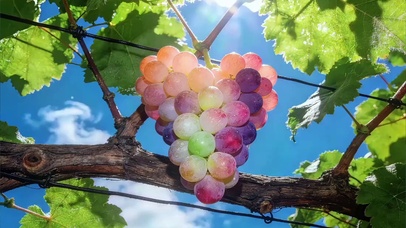 七彩葡萄感受阳光