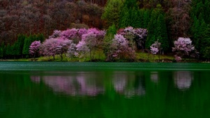 超美樱花水景.