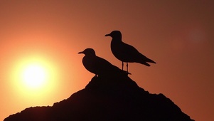 夕阳剪影