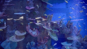 4k海洋馆里的各种水生物小鱼