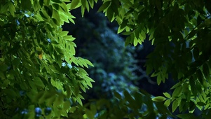 护眼雨天树林