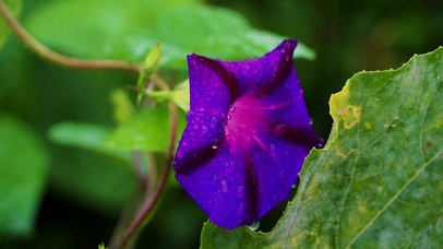 紫色喇叭花