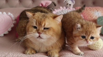 温暖的猫咪瞬间