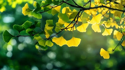 唯美摇曳的银杏叶