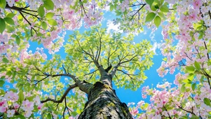 春日樱花树下的抬头瞬间