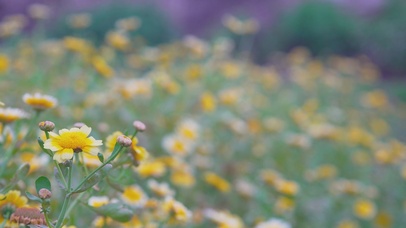 春暖花开