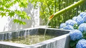 蓝绣球与清泉