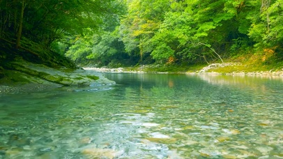 自然护眼绿林河流 