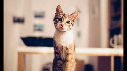 高清小猫咪在等待主人回家