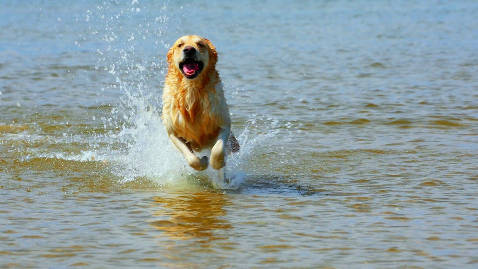 金毛犬在浅水区向前奔跑溅起透明水花