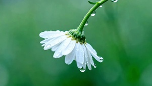 护眼花朵