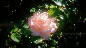 花间碎光