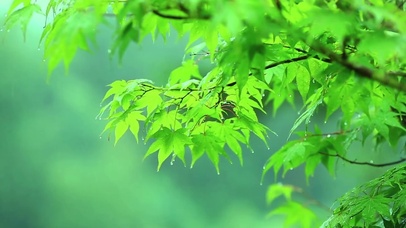 护眼雨中树叶