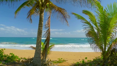 唯美椰树海滩海浪