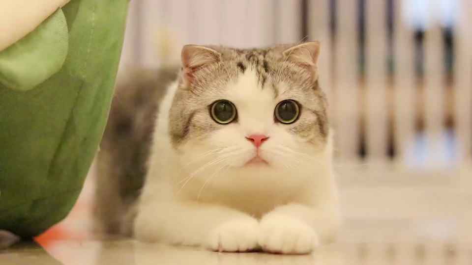 室内暖调环境里，灰白虎斑加白短毛猫坐在地面上，面部、胸口与前爪纯白，头顶和背部带灰黑虎斑，左侧露出绿色布艺边缘，背景为虚化浅色竖纹隔断
