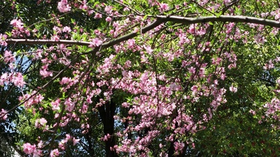 春天鲜花盛开植物