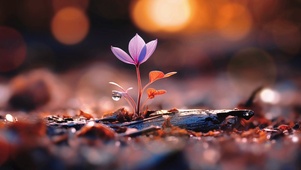一朵小花