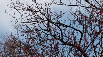 光秃秃的树枝枝丫