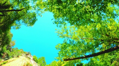 唯美仰视森林 4K