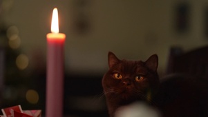 烛影暖光里的小猫