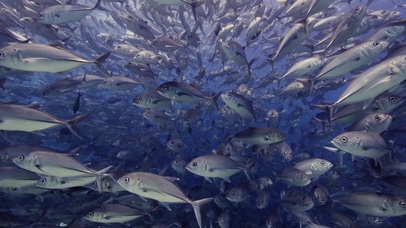 海底世界震撼鱼群